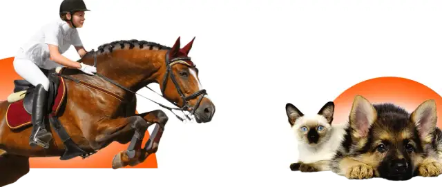 Legginsy jeździeckie z wysokim stanem – wygoda i styl w jeździectwie