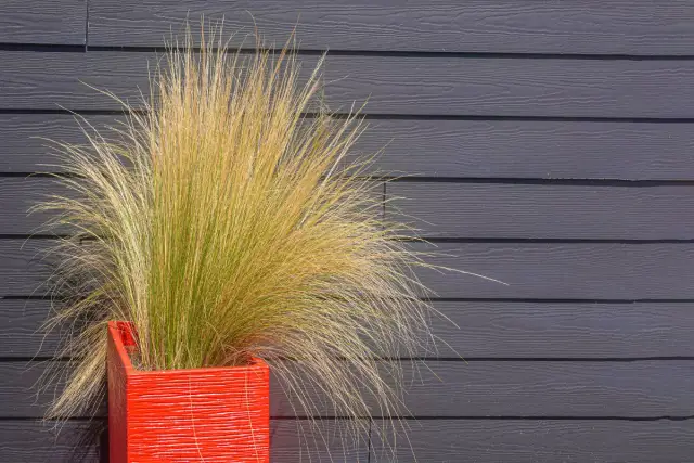 Czy trawy ozdobne można sadzić w donicach? Odkryj najlepsze gatunki