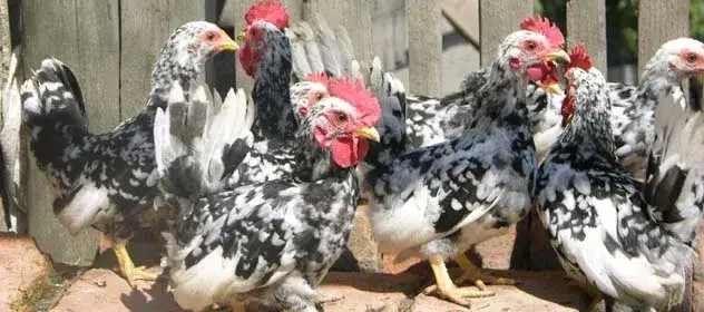 Poznaj gatunki kur w Polsce: opis popularnych ras i ich charakterystyka