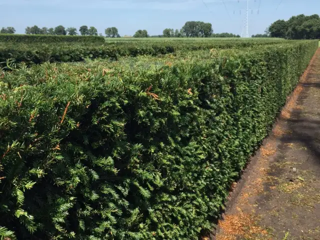 Najlepsze krzewy na żywopłot, które łatwo pielęgnować i sadzić