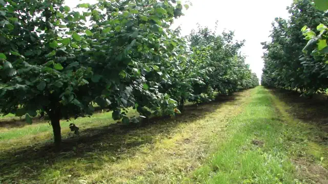 Jak sadzić leszczynę - najlepsze praktyki i sekrety udanej uprawy