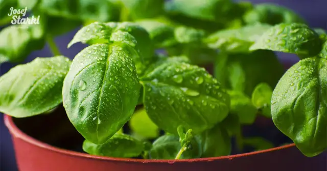 Jak hodować bazylię: proste sposoby na zdrowe rośliny w domu