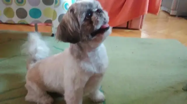 Skuteczne sposoby jak wytresować psa shih tzu: kompletny poradnik dla początkujących
