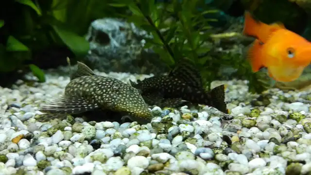 Jak rozmnożyć glonojady w akwarium: proste kroki do sukcesu