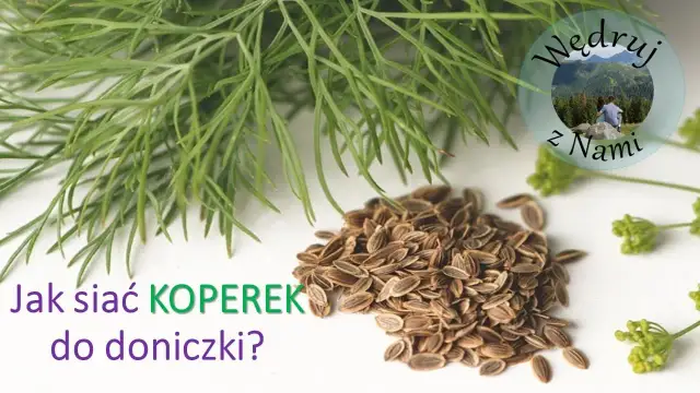 Jak siać koperek w doniczce - proste sposoby na udaną uprawę