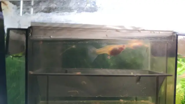 Poród gupika objawy: jak rozpoznać, że gupik jest w ciąży