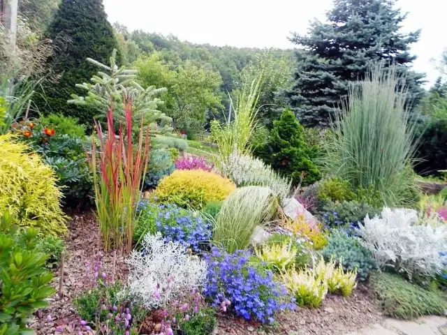 Jak sadzić trawy ozdobne w ogrodzie: 10 praktycznych porad