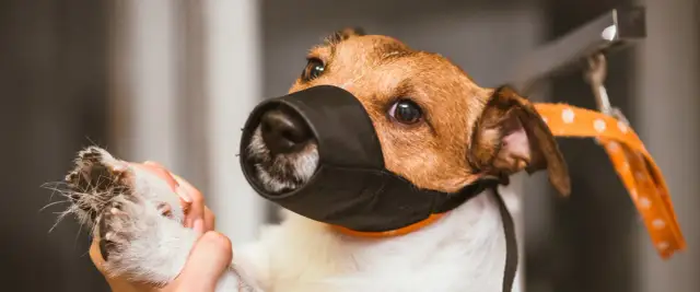 Kiedy kaganiec dla psa jest obowiązkowy? Poznaj ważne przepisy