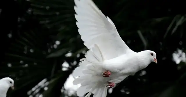 Gołąb jako symbol - poznaj jego głębokie znaczenie w kulturze i duchowości
