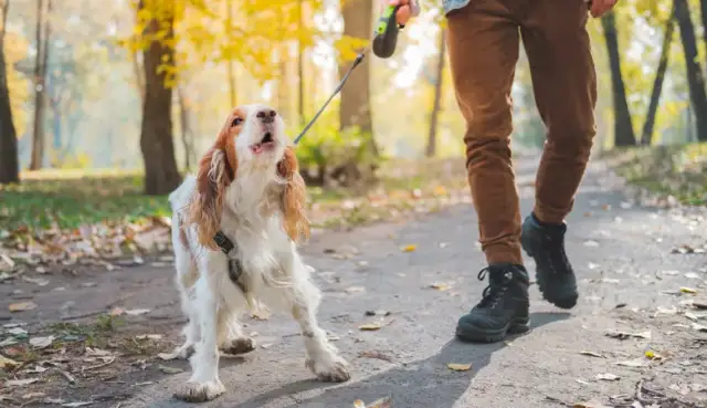 Warum bellt ein Hund? Die überraschenden Gründe für das Bellen
