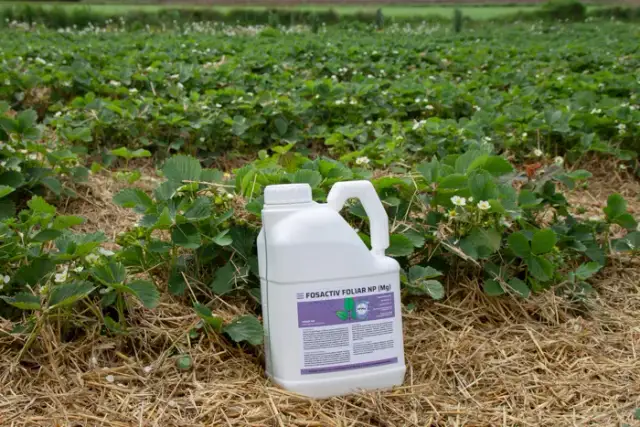 Jaki nawóz zawiera fosfor i jak wybrać najlepszy do upraw roślin