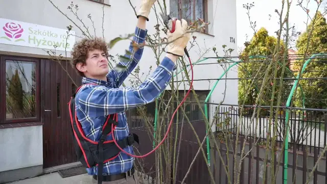 Jak przycinać róże pnące, aby uniknąć błędów i zapewnić piękne kwitnienie