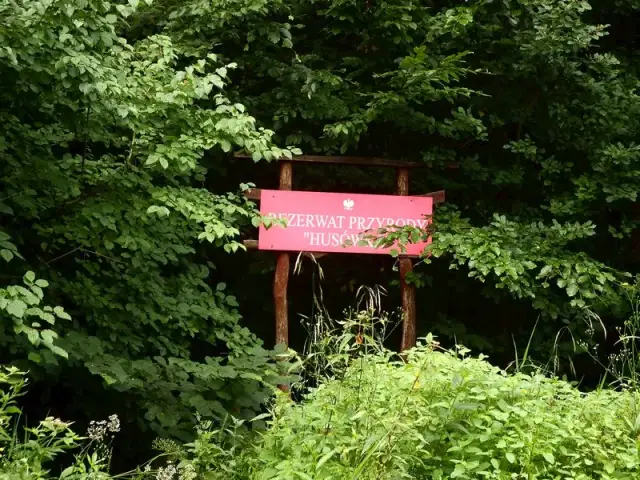 Rezerwat Przyrody Husówka – co warto wiedzieć przed wizytą i jak uniknąć błędów