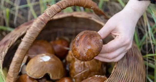 Gdzie na grzyby w Kołobrzegu? Odkryj najlepsze lokalizacje na udane grzybobranie