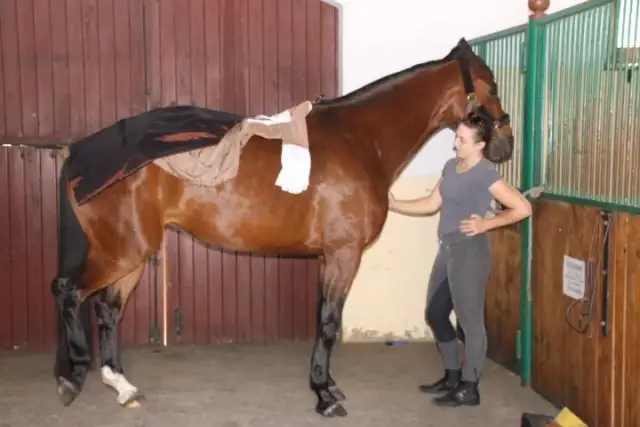 Technikum hodowli koni gdzie jest - znajdź najlepsze szkoły w Polsce