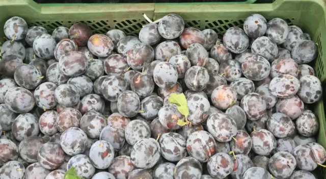 Sezon na śliwki kiedy: poznaj najlepszy czas na świeże owoce