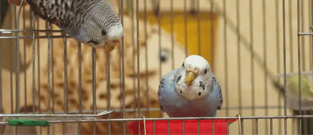 Dlaczego kanarek wyrywa pióra? Ekspert radzi, jak pomóc