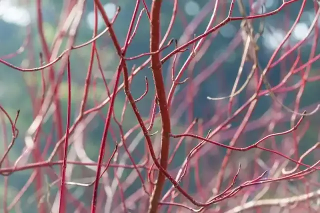 Jak przycinać dereń czerwony, aby uzyskać intensywne czerwone pędy