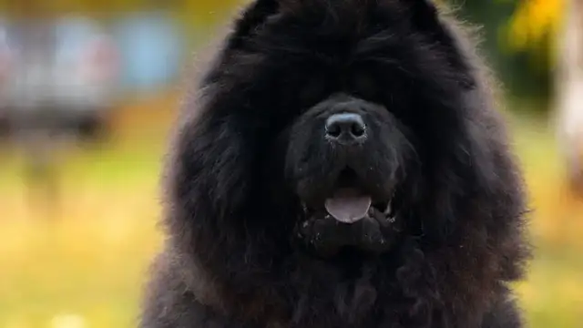 Psy jak miś pluszowy - rasy, które oczarują swoim wyglądem