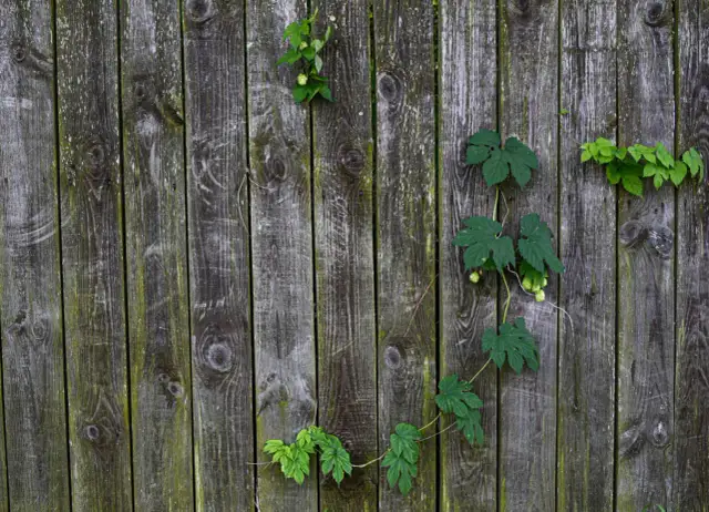 Jak usunąć zielony nalot na drewnianym płocie - skuteczne metody czyszczenia