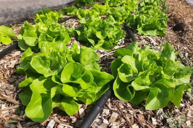 Co opłaca się uprawiać na 1 ha? Najlepsze rośliny na zysk