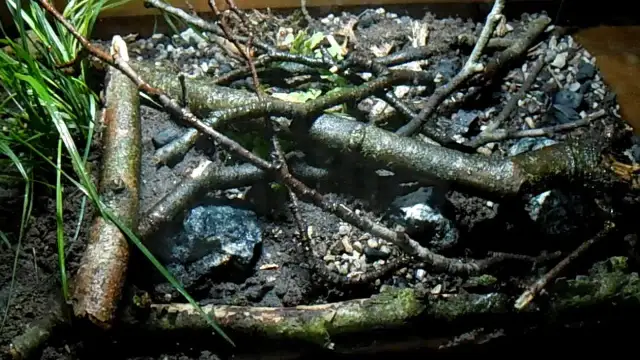 Jak zrobić terrarium dla ślimaka? Kompletny przewodnik DIY