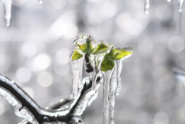 Młode pąki drzew owocowych pokryte lodem. Takie zimowe niespodzianki mogą wpłynąć na aktualności sadownicze.