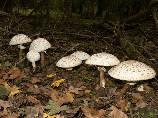 Kania czerwieniejąca: Czubajka czerwieniejąca a kania