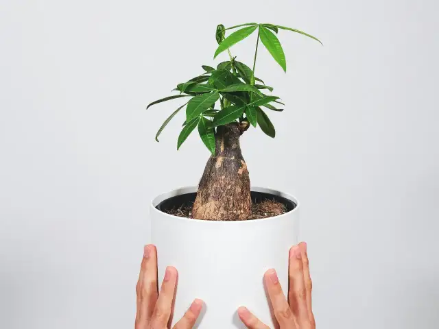 Jak kwitnie pachira i co zrobić, aby jej kwiaty zachwycały