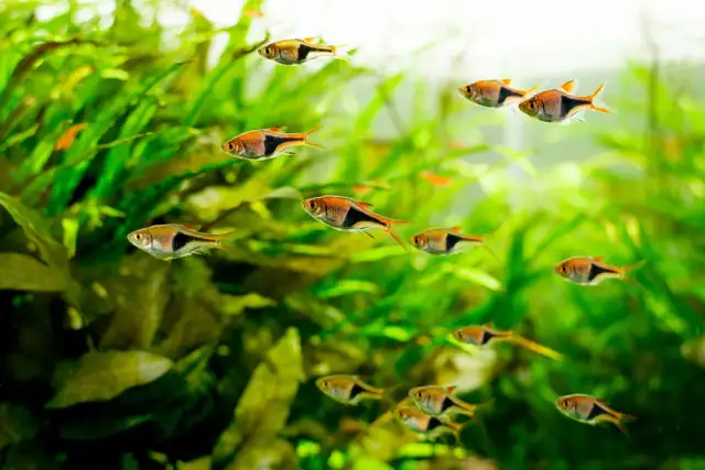 Karmienie rybek co drugi dzień – czy to naprawdę wystarczy dla zdrowia?