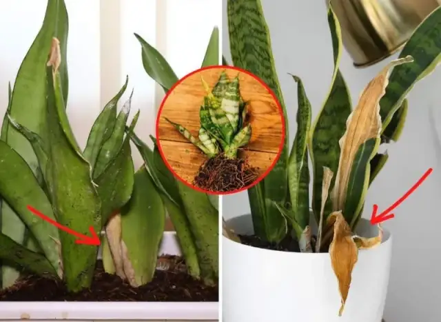 Kwitnienie języka teściowej: Jak wywołać rzadki widok?