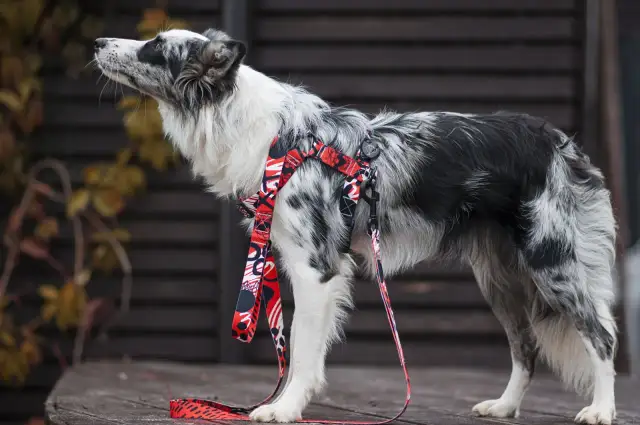 Elegancki border collie w czerwonych szelkach z kolorowym wzorem, gotowy na spacer.