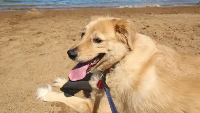 Gdzie z psem na spacer w Gdańsku? Odkryj najlepsze miejsca dla psa