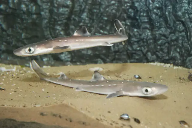 Czy w Bałtyku są rekiny? Poznaj gatunki i ich bezpieczeństwo dla ludzi