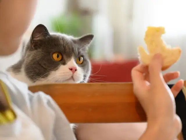 Szary kot patrzy na kawałek chleba trzymany przez rękę.