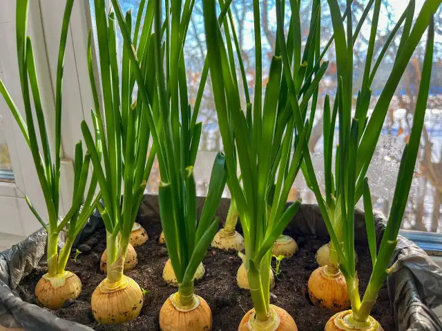 Kiedy sadzić szczypiorek, aby uniknąć błędów i cieszyć się plonami