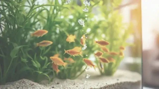 Czy karmienie rybek co drugi dzień to klucz do zdrowego akwarium?