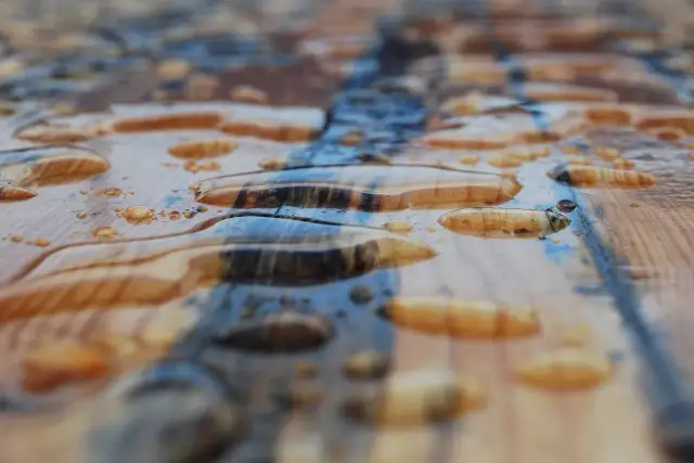 Czym zabezpieczyć drewniany plac zabaw, aby uniknąć zniszczeń?