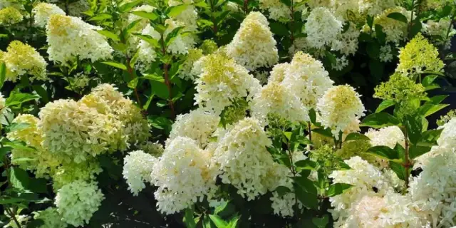 Odstępy sadzenia hortensji bukietowych, które zapewnią ich piękno