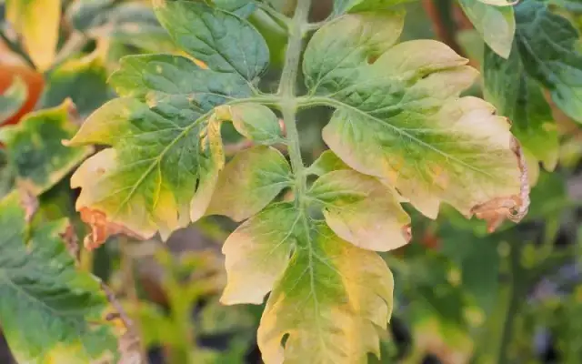 Żółte liście? Niedobór potasu u roślin: Diagnoza i leczenie