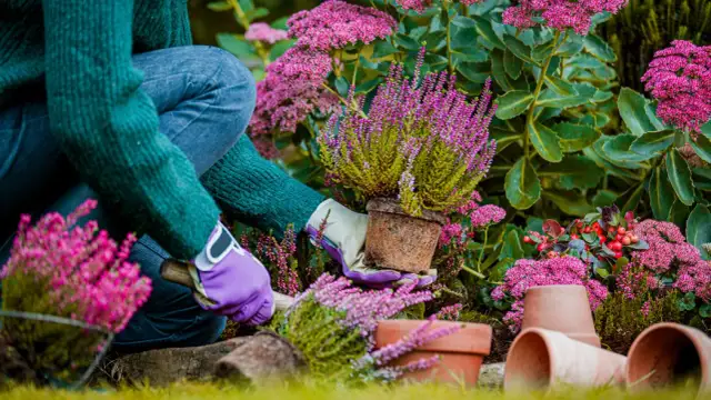 Jaka ziemia do wrzosów w doniczce, aby uniknąć problemów z wzrostem?
