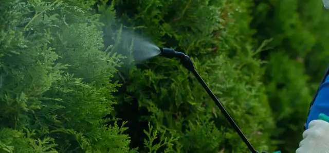 Jaki nawóz do tui szmaragd, aby uniknąć brązowienia igieł?