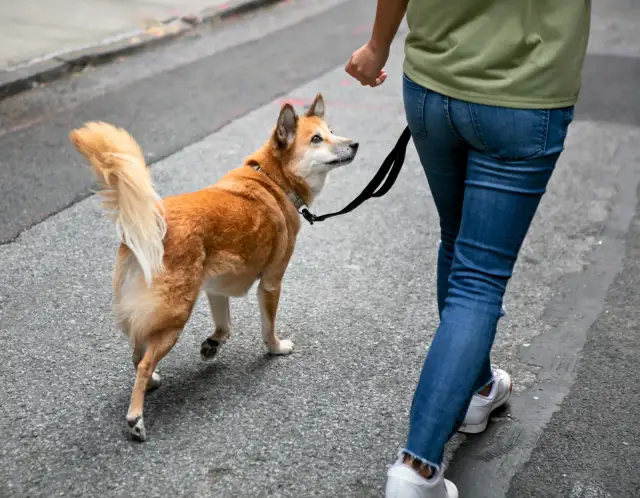 Szczeniak na smyczy? Naucz go chodzić bez ciągnięcia!