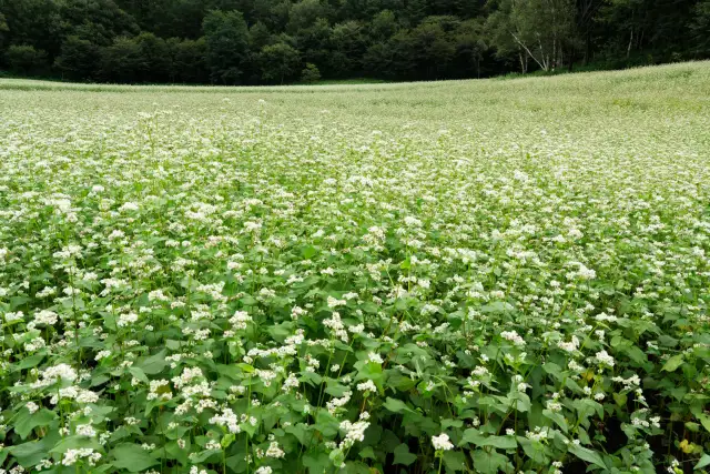 Kwitnienie gryki: kiedy, jak długo i dlaczego jest kluczowe?