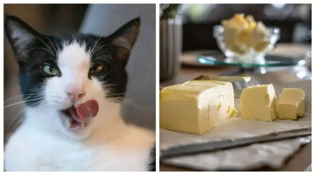 Czy koty mogą jeść masło? Dowiedz się, co może zaszkodzić Twojemu kotu
