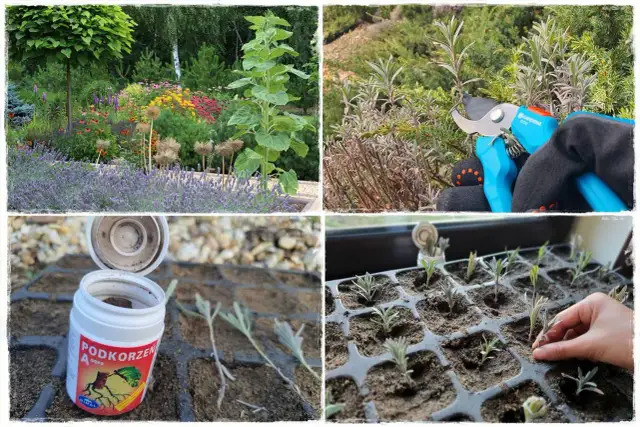 Lawenda: Gleba marzeń? Jak ją stworzyć, by kwitła obficie!