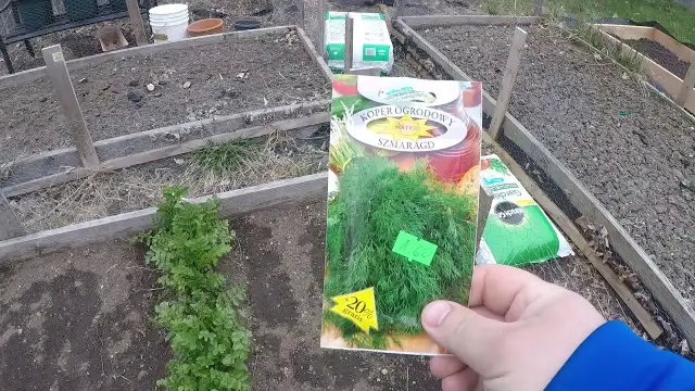 Jak siać koper do gruntu, aby uniknąć najczęstszych błędów