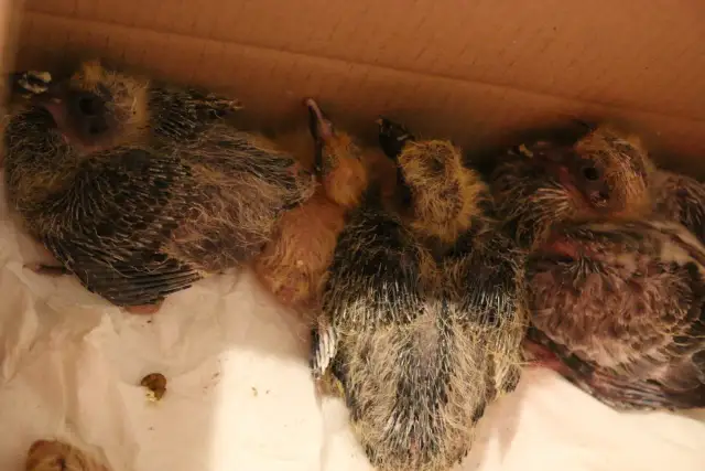 Gniazdo wróbla pod dachem? Usuń je bezpiecznie i zgodnie z prawem