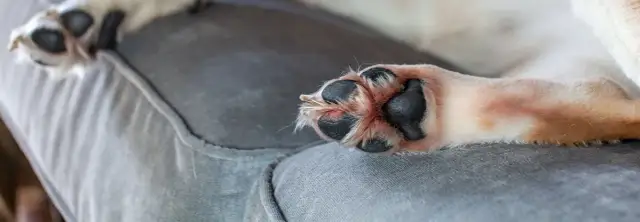 Jak stosować rivanol dla psa, aby uniknąć zakażeń i bólu