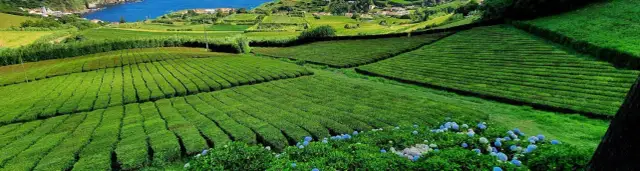 Niezapomniane atrakcje na Azorach, które musisz zobaczyć na São Miguel